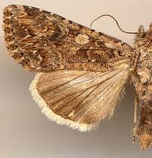 Attēlu rezultāti vaicājumam “Hadula trifolii”