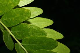 Attēlu rezultāti vaicājumam “Gleditsia triacanthos”