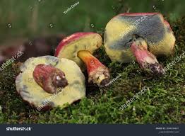 Attēlu rezultāti vaicājumam “Xerocomus rubellus”