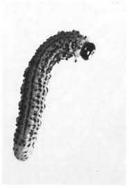 Attēlu rezultāti vaicājumam “Nematus salicis”