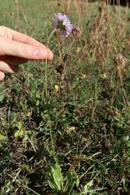Attēlu rezultāti vaicājumam “Knautia arvensis leaf”