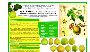 Attēlu rezultāti vaicājumam “Cydonia oblonga fruit”