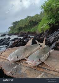 Image result for Ariopsis felis