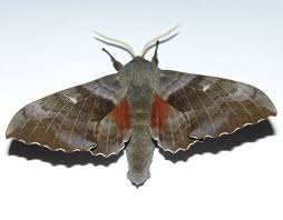 Attēlu rezultāti vaicājumam “Laothoe populi”