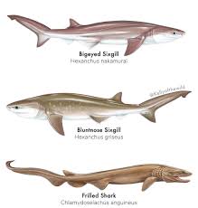 Image result for Hexanchus griseus