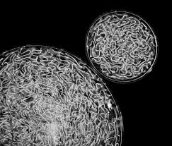 Attēlu rezultāti vaicājumam “Nostoc commune”