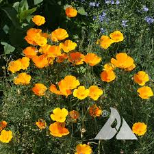 Attēlu rezultāti vaicājumam “Eschscholzia californica fruit”