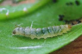 Attēlu rezultāti vaicājumam “Gracillaria syringella”