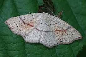 Attēlu rezultāti vaicājumam “Cyclophora punctaria”