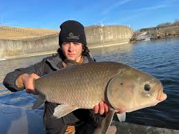 Image result for Ictiobus bubalus