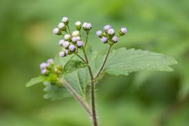 Image result for Ageratum conyzoides