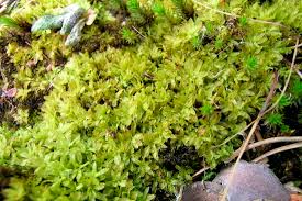 Attēlu rezultāti vaicājumam “Encalypta streptocarpa”