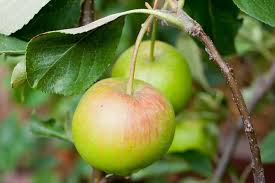 Attēlu rezultāti vaicājumam “Malus domestica”