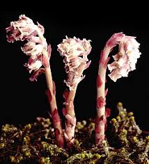 Attēlu rezultāti vaicājumam “Monotropa hypopitys bud”