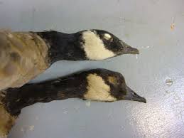 Image result for Branta canadensis