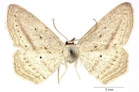 Attēlu rezultāti vaicājumam “Scopula floslactata imago”