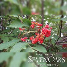 Attēlu rezultāti vaicājumam “Sambucus racemosa”