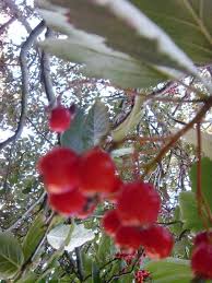 Attēlu rezultāti vaicājumam “Sorbus intermedia fruit”