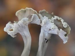 Attēlu rezultāti vaicājumam “Pseudocraterellus”