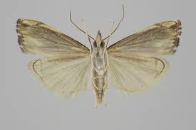 Attēlu rezultāti vaicājumam “Catoptria verellus”