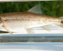 Image result for Ptychocheilus grandis