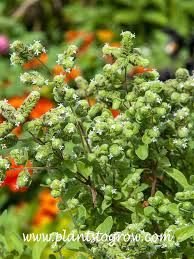 Attēlu rezultāti vaicājumam “Origanum majorana flower”