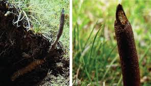 Attēlu rezultāti vaicājumam “Cordyceps stylophora”