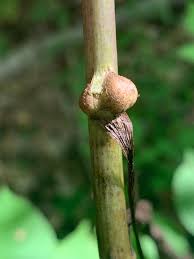 Attēlu rezultāti vaicājumam “Aulacidea hieracii”