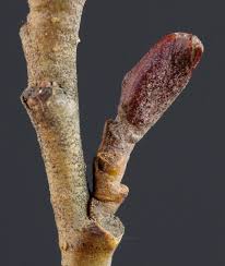 Attēlu rezultāti vaicājumam “Alnus glutinosa bud”