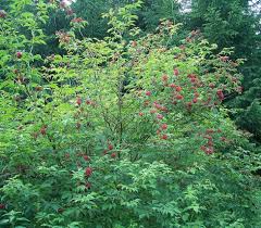Attēlu rezultāti vaicājumam “Sambucus racemosa leaf”