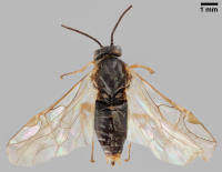 Attēlu rezultāti vaicājumam “Euura brevicornis”