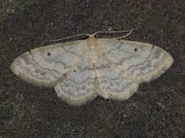 Attēlu rezultāti vaicājumam “Idaea biselata”