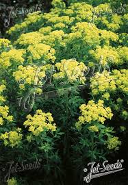 Attēlu rezultāti vaicājumam “Euphorbia palustris flower”