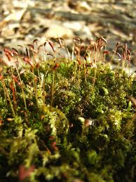 Attēlu rezultāti vaicājumam “Atrichum undulatum sporophyte”