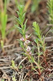 Attēlu rezultāti vaicājumam “Glaux maritima leaf”