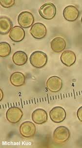 Attēlu rezultāti vaicājumam “Crepidotus applanatus”