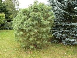 Attēlu rezultāti vaicājumam “Pinus pumila”