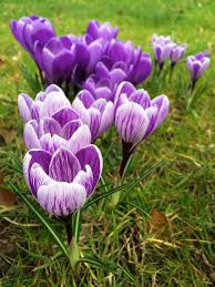Attēlu rezultāti vaicājumam “Crocus vernus subsp. vernus flower”