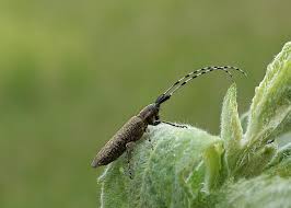 Attēlu rezultāti vaicājumam “Agapanthia villosoviridescens”