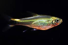 Attēlu rezultāti vaicājumam “Tetratoma ancora”