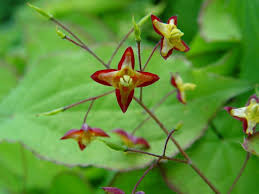 Attēlu rezultāti vaicājumam “Epimedium alpinum”