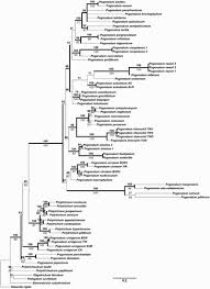 Attēlu rezultāti vaicājumam “Pogonatum dentatum macro”
