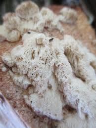 Attēlu rezultāti vaicājumam “Physisporinus vitreus”