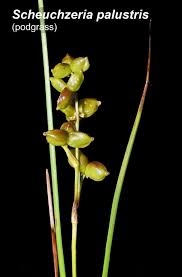 Attēlu rezultāti vaicājumam “Scheuchzeria palustris fruit”