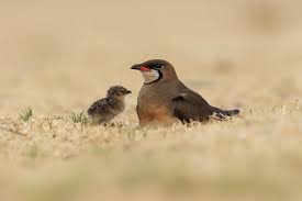 Image result for Glareola maldivarum