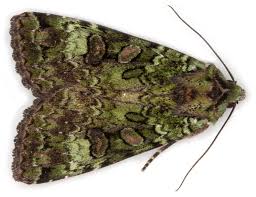 Attēlu rezultāti vaicājumam “Anaplectoides prasina”