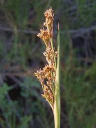 Attēlu rezultāti vaicājumam “Juncus gerardii leaf”