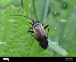 Attēlu rezultāti vaicājumam “Adelphocoris seticornis”