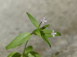 Attēlu rezultāti vaicājumam “Epilobium parviflorum”