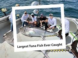 Image result for giant tuna